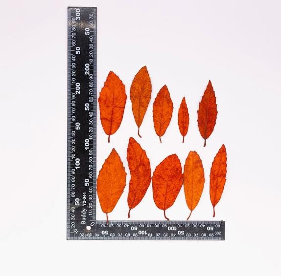 Pressed Chestnut leaves: Dried Floral Craft Supply (12PCS)