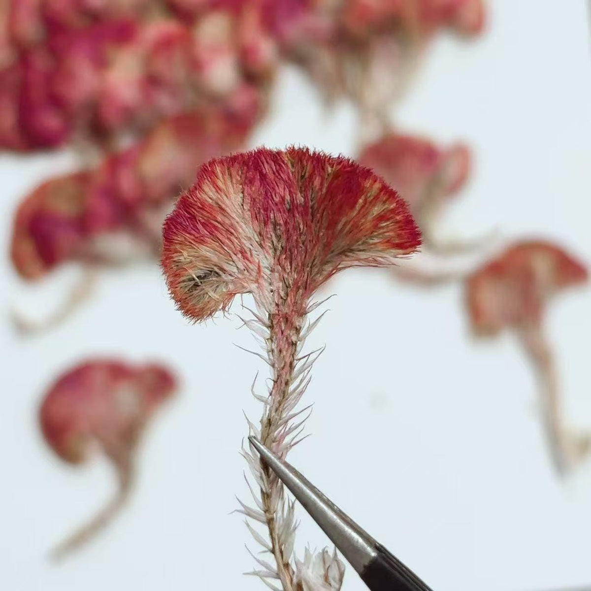 Pressed Red Cockscomb Flowers: Celosia Dried Flowers (12 PCS/Pack)