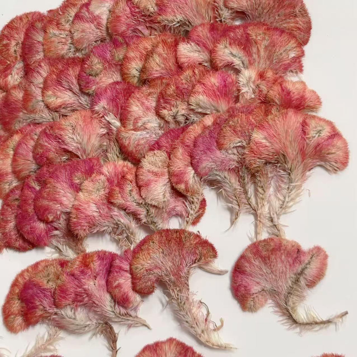 Pressed Red Cockscomb Flowers: Celosia Dried Flowers (12 PCS/Pack)