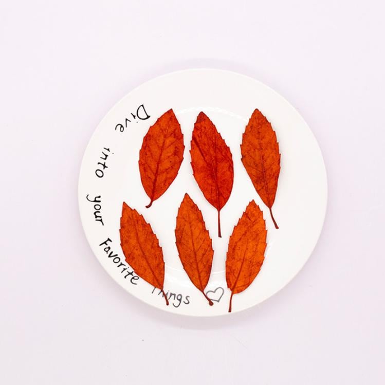 Pressed Chestnut leaves: Dried Floral Craft Supply (12PCS)