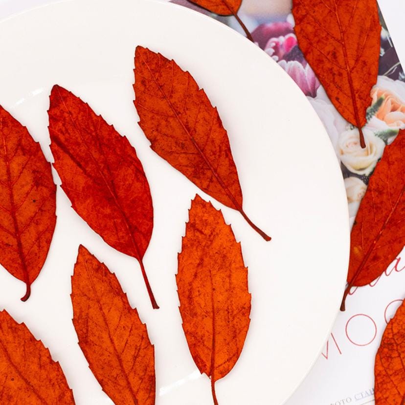 Pressed Chestnut leaves: Dried Floral Craft Supply (12PCS)