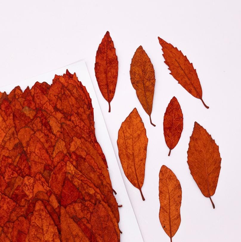 Pressed Chestnut leaves: Dried Floral Craft Supply (12PCS)