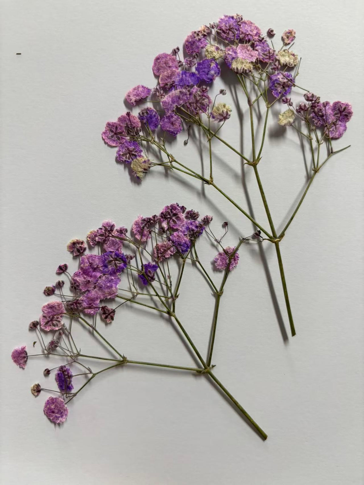 20 PCS Dried Baby's Breath Flowers: Wedding Invitation Embellishments