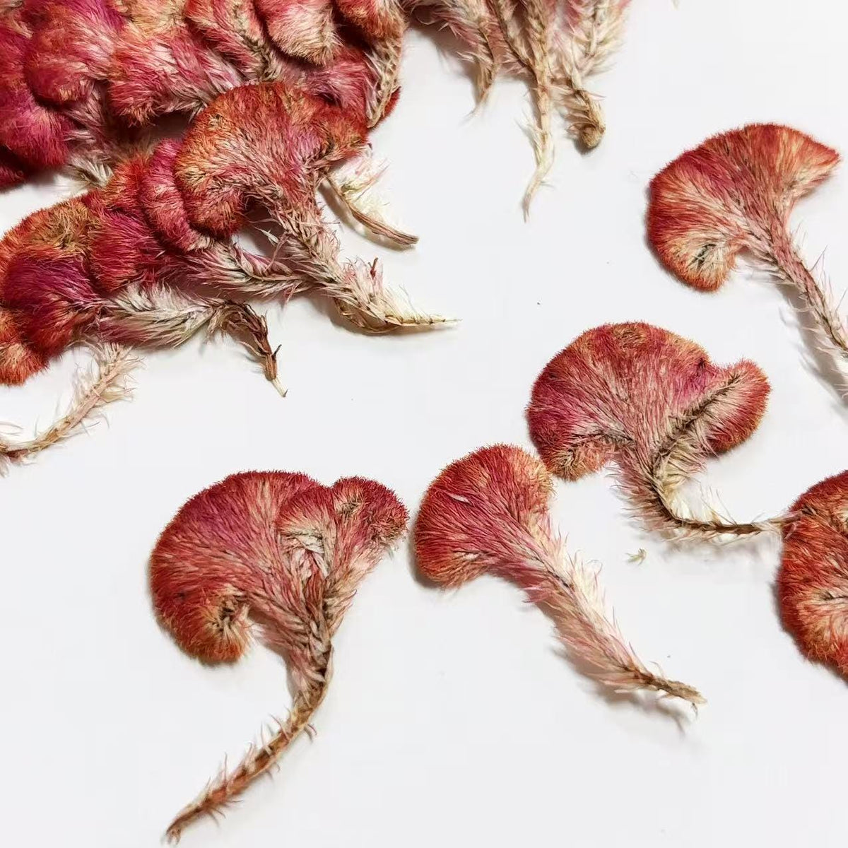 Pressed Red Cockscomb Flowers: Celosia Dried Flowers (12 PCS/Pack)