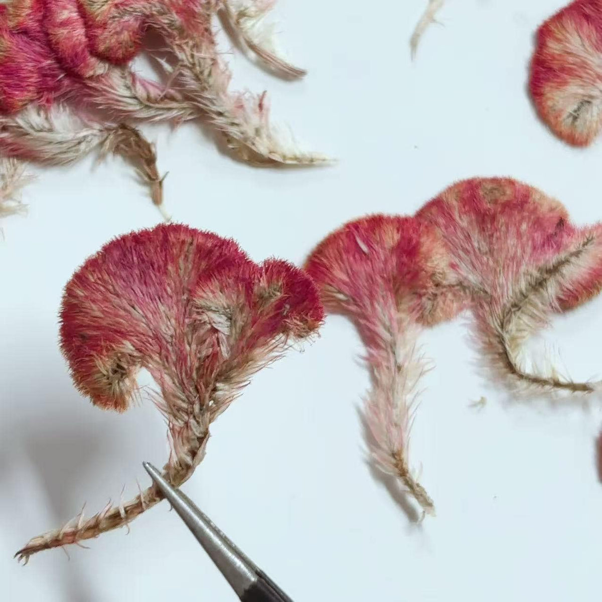 Pressed Red Cockscomb Flowers: Celosia Dried Flowers (12 PCS/Pack)