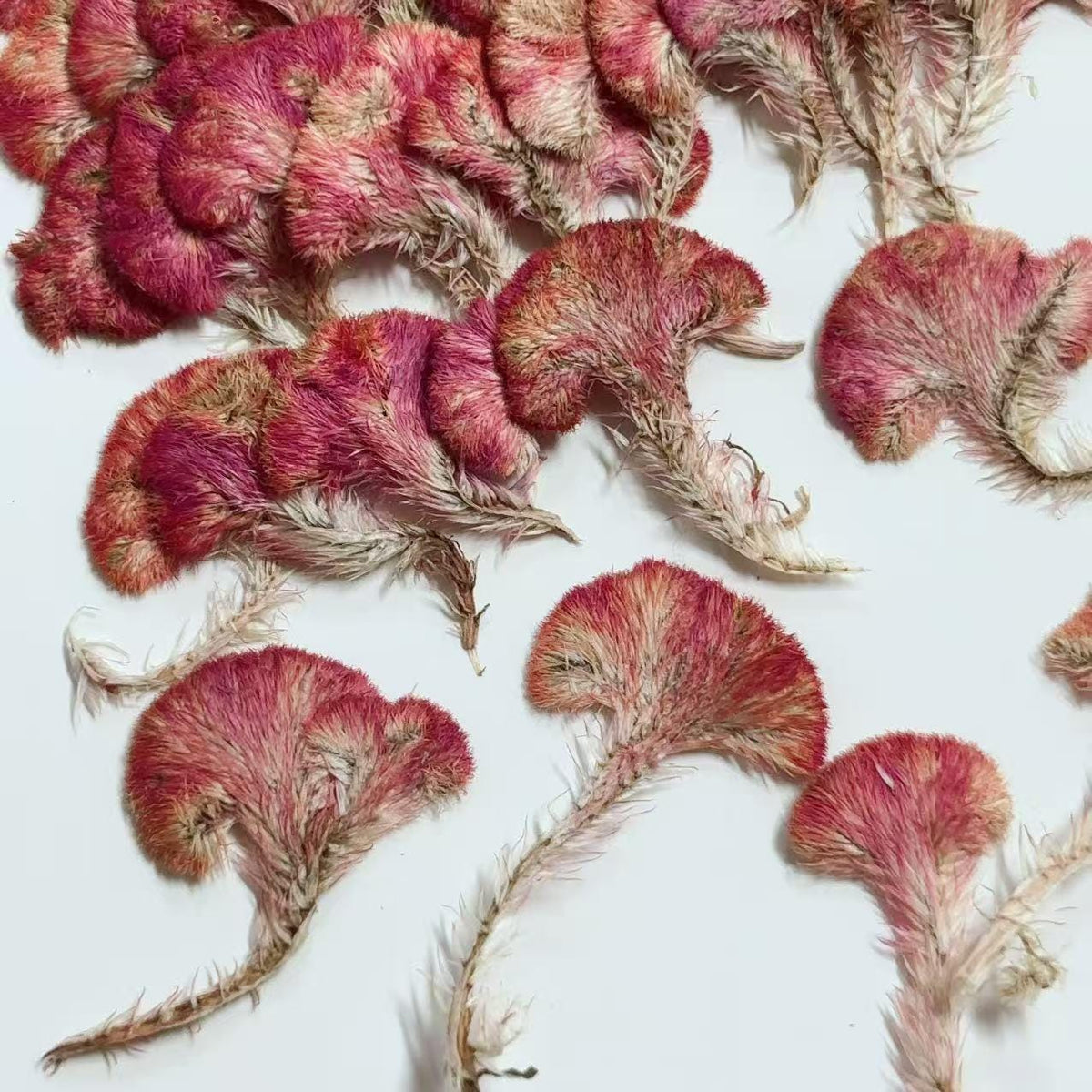 Pressed Red Cockscomb Flowers: Celosia Dried Flowers (12 PCS/Pack)
