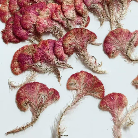 Pressed Red Cockscomb Flowers: Celosia Dried Flowers (12 PCS/Pack)