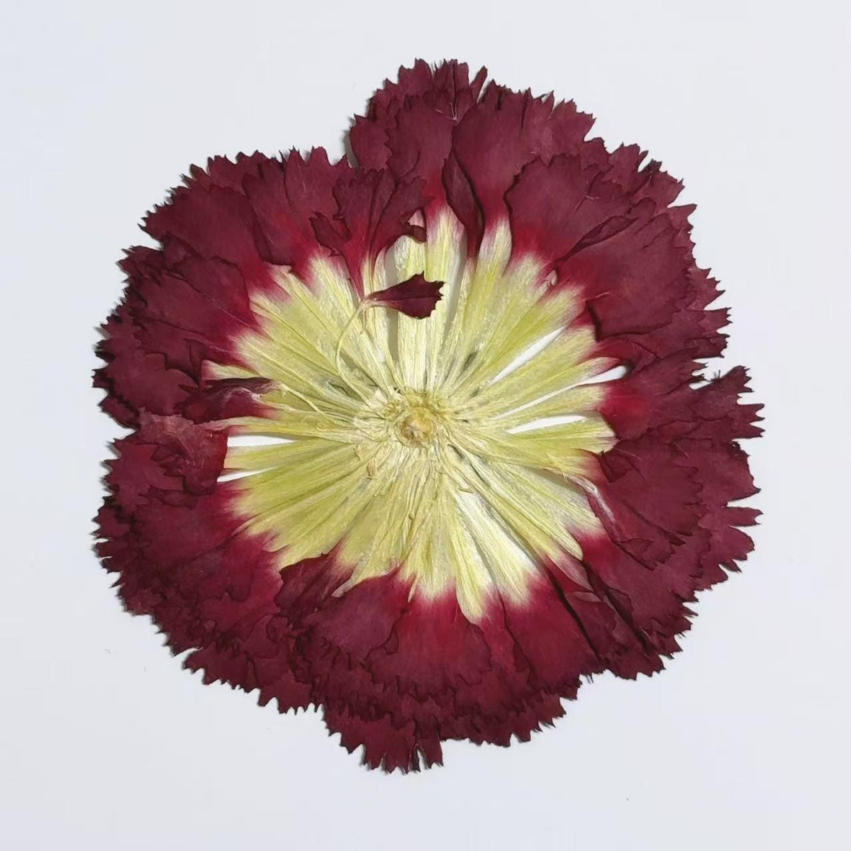 Pressed flowers,wine red Carnation dry flowers,Carnation 2 PCS/pack,dry Pressed flowers,dried flower,Red Dried Pressed flower