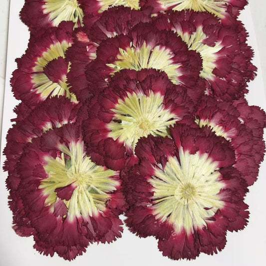 Pressed flowers,wine red Carnation dry flowers,Carnation 2 PCS/pack,dry Pressed flowers,dried flower,Red Dried Pressed flower