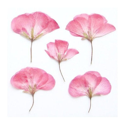 Pressed Flowers - 6 PCS pink geranium Dried Flower dry Flower Wedding Invitation Embellishments