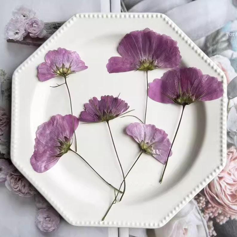 Pressed Flower,Cosmos sulphureus Pressed Flower,6 PCS/pack,Pressed Purple Dried Flower Stem Real Pressed Flower Dry Natural Pressed Flowers