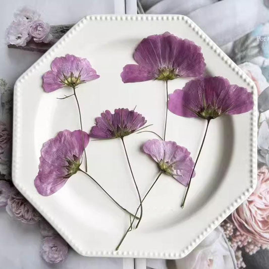 Pressed Flower,Cosmos sulphureus Pressed Flower,6 PCS/pack,Pressed Purple Dried Flower Stem Real Pressed Flower Dry Natural Pressed Flowers