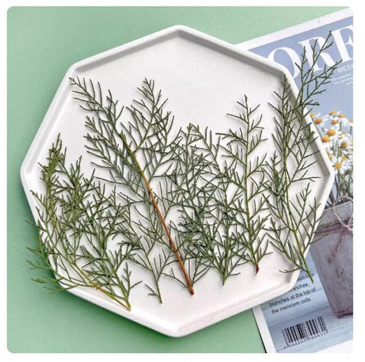 Pressed leaf,dried leaf,Bay leaves Dried leaf,green leaf,6pcs/pack, Preserved Foliage Flat Leaves Preservation Leaves leaf Stems