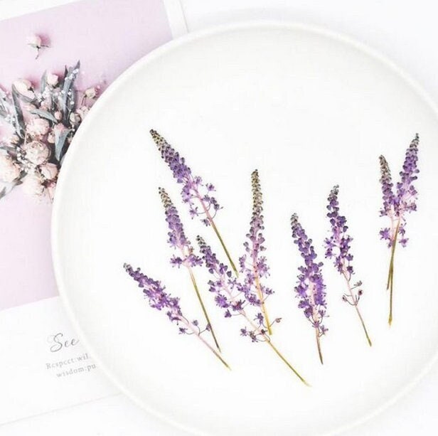 Pressed Flowers, purple Barnardia japonica Pressed Flowers 6 PCS/Pack,Pressed Flower,Dry Flat Real Flower Preserved Wild Dried flower