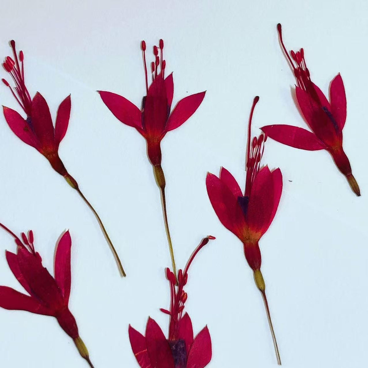 Pressed flower,Purple red Fuchsia dried flower,6 PCS/Pack,Real Chinese Lantern Flower flower,dried flower petals,dried flowers(3-4cm)