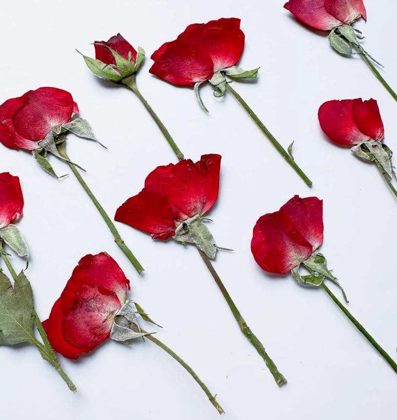 Dried Pressed Flower,6 PCS/Pack,red Rose Buds Pressed, Real Dry Rose Flower Stems Tiny,Rose Buds Dry Preserved Flowers Rose Buds