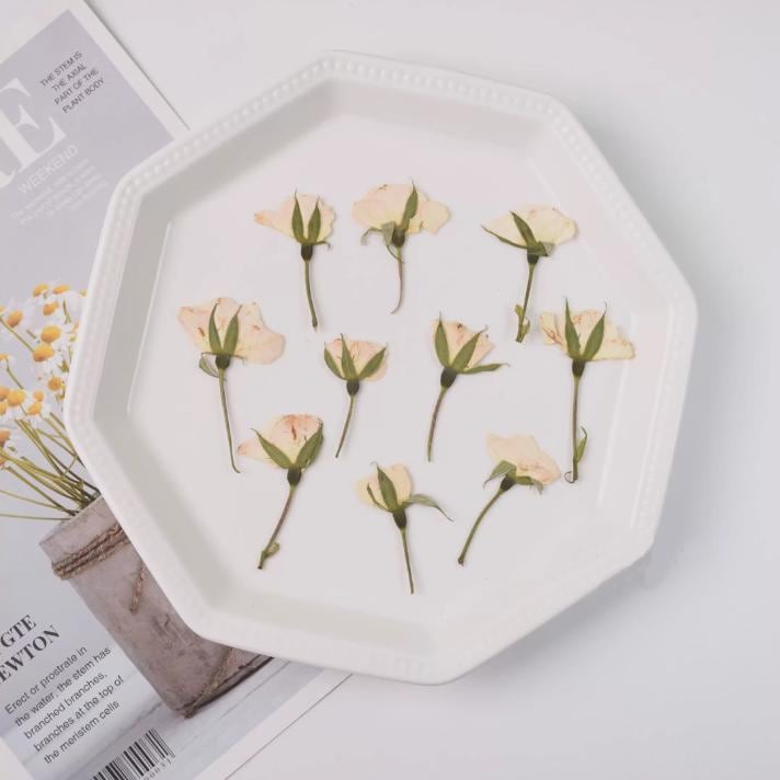 Dried Pressed Flower,6 PCS/Pack,beige Rose Buds Pressed, Real Dry Rose Flower Stems Tiny,Rose Buds Dry Preserved Flowers off-white Rose Buds