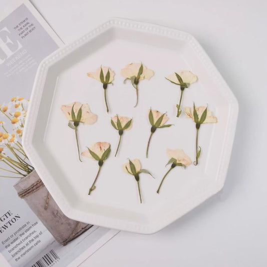 Dried Pressed Flower,6 PCS/Pack,beige Rose Buds Pressed, Real Dry Rose Flower Stems Tiny,Rose Buds Dry Preserved Flowers off-white Rose Buds