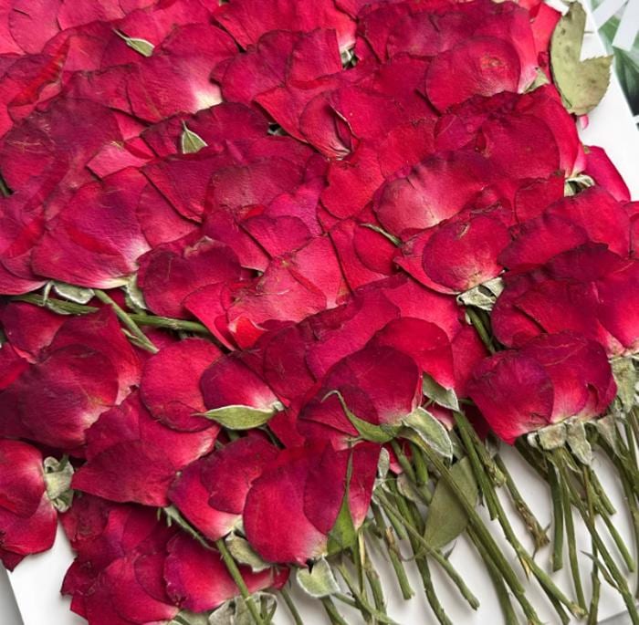 Dried Pressed Flower,6 PCS/Pack,red Rose Buds Pressed, Real Dry Rose Flower Stems Tiny,Rose Buds Dry Preserved Flowers Rose Buds