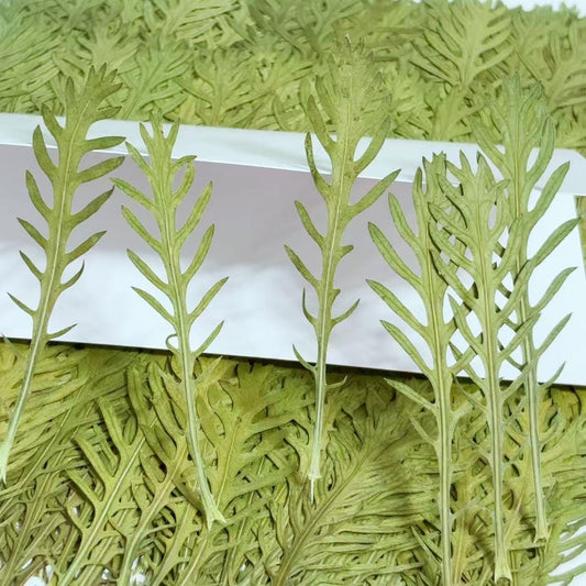 10 PCS Pressed Green stevia Leaves: Dried Flowers leaf for Resin Crafts