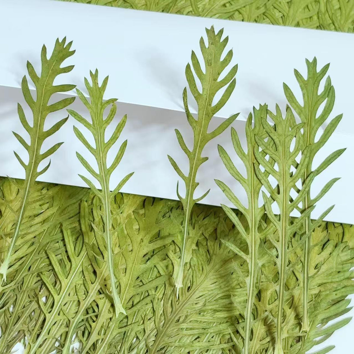 10 PCS Pressed Green stevia Leaves: Dried Flowers leaf for Resin Crafts