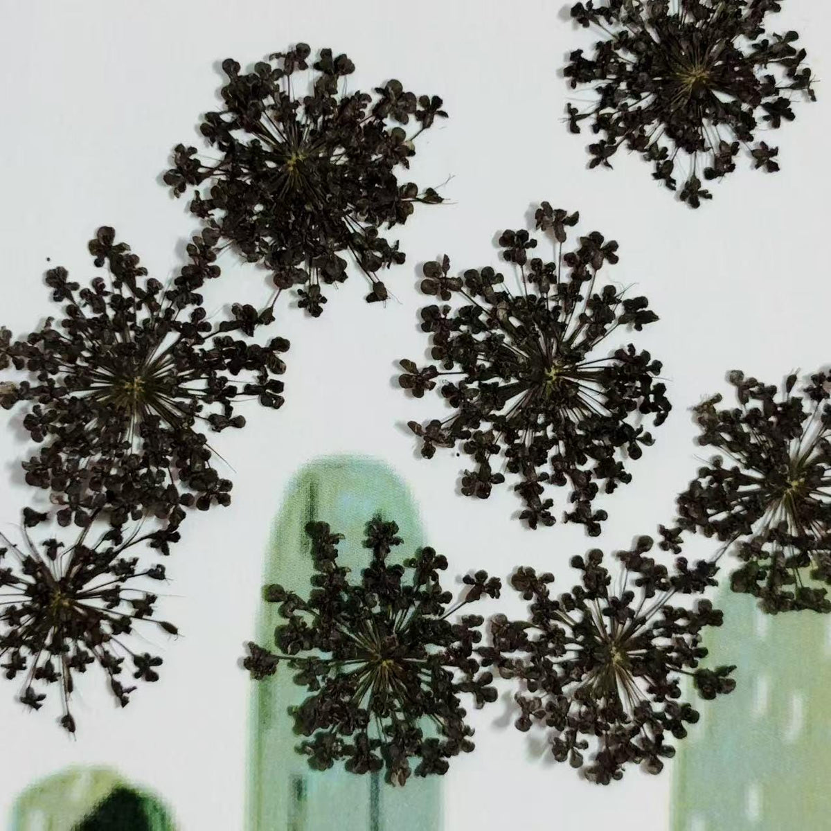 Black Dried Lace Flowers: Pressed Floral Embellishments (10 PCS/pack)