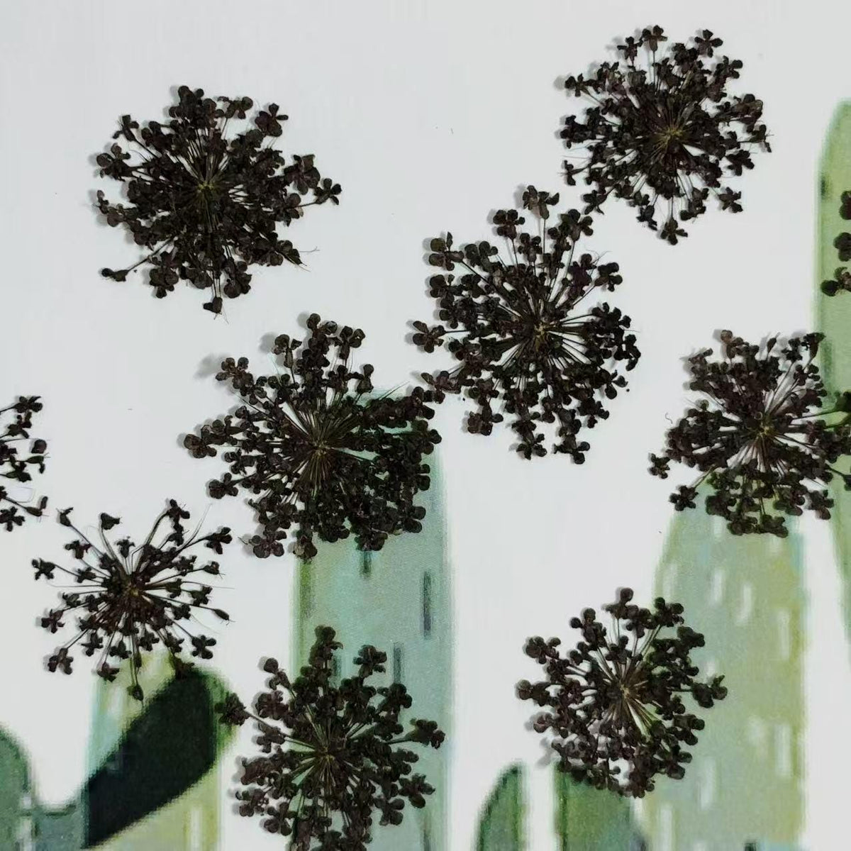 Black Dried Lace Flowers: Pressed Floral Embellishments (10 PCS/pack)