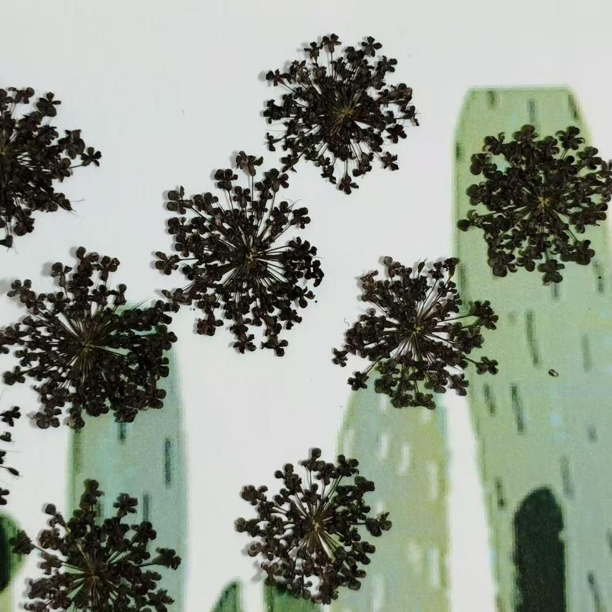 Black Dried Lace Flowers: Pressed Floral Embellishments (10 PCS/pack)