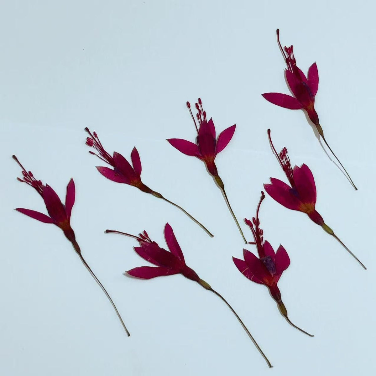 Pressed flower,Purple red Fuchsia dried flower,6 PCS/Pack,Real Chinese Lantern Flower flower,dried flower petals,dried flowers(3-4cm)