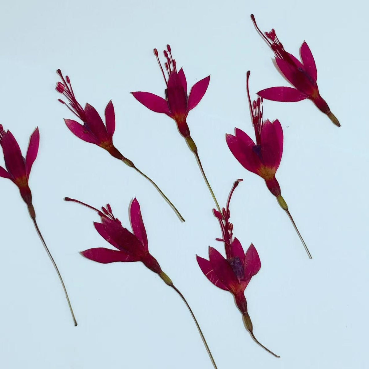 Pressed flower,Purple red Fuchsia dried flower,6 PCS/Pack,Real Chinese Lantern Flower flower,dried flower petals,dried flowers(3-4cm)