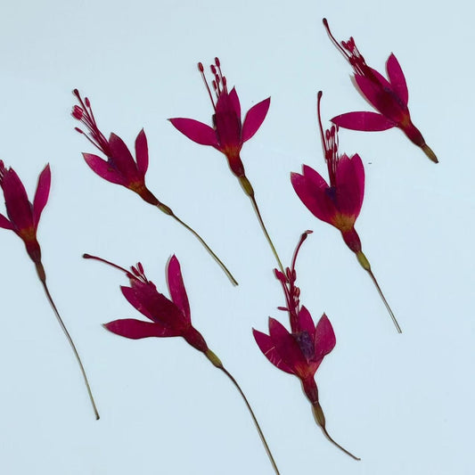 Pressed flower,Purple red Fuchsia dried flower,6 PCS/Pack,Real Chinese Lantern Flower flower,dried flower petals,dried flowers(3-4cm)