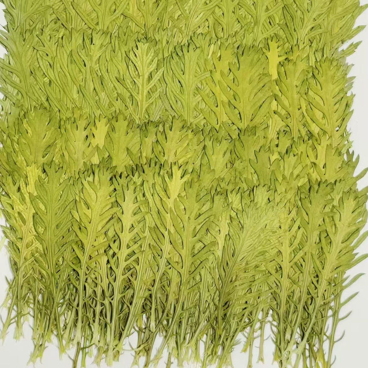 10 PCS Pressed Green stevia Leaves: Dried Flowers leaf for Resin Crafts