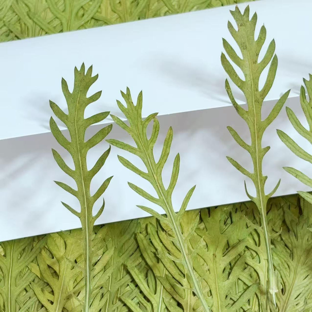 10 PCS Pressed Green stevia Leaves: Dried Flowers leaf for Resin Crafts