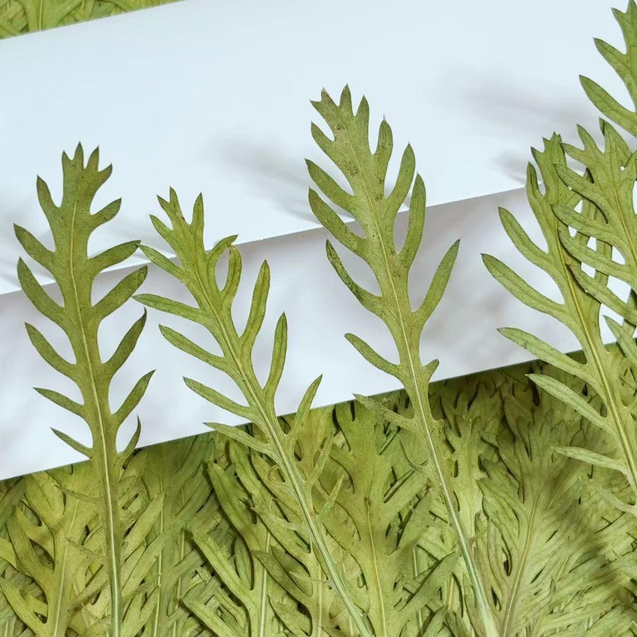 10 PCS Pressed Green stevia Leaves: Dried Flowers leaf for Resin Crafts
