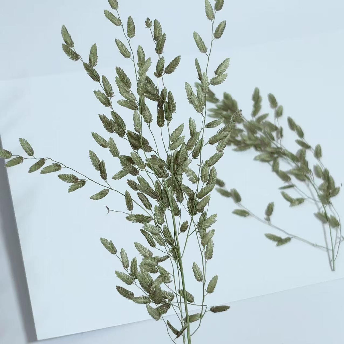 Pressed Dried Grass Pressed flowers grass for resin,10 PCS/Pack,Pressed Dried Assortment grass,Natural Assortment for Resin Crafts