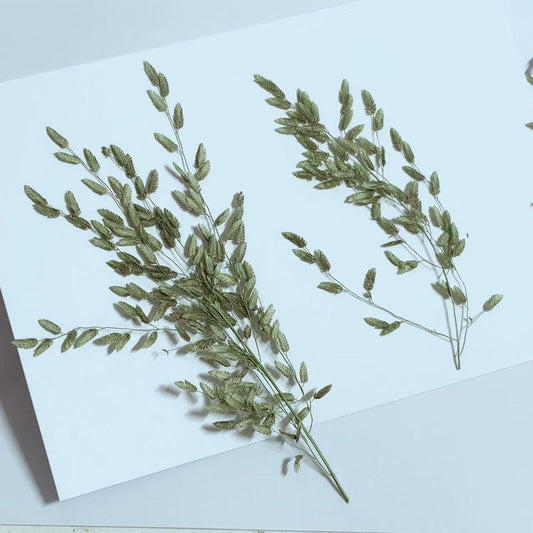 Pressed Dried Grass Pressed flowers grass for resin,10 PCS/Pack,Pressed Dried Assortment grass,Natural Assortment for Resin Crafts