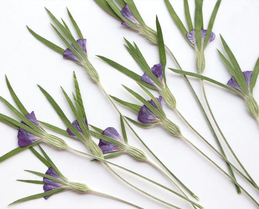 Pressed  Flowers Corncockle, Agrostemma githago Flower with stem purple Dried Flowers (8 pcs/pack)