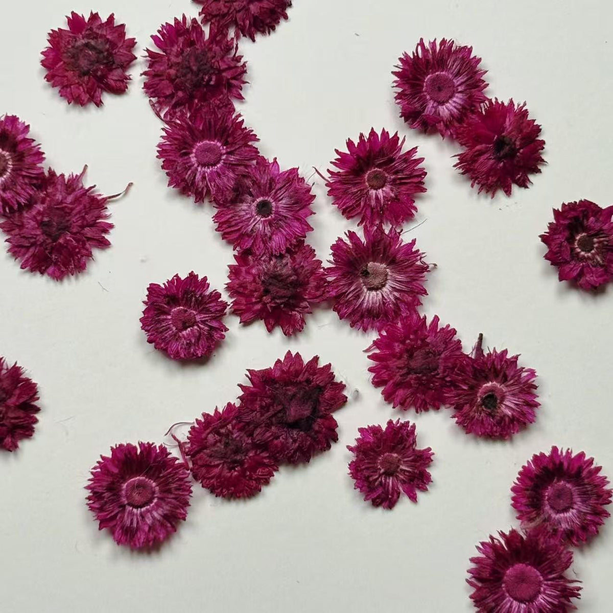 Pressed Flowers,10PCS/pack,dried flower,Small Chrysanthemum dried flower,purple rose red nail Flowers,purple red colour dry flower for resin