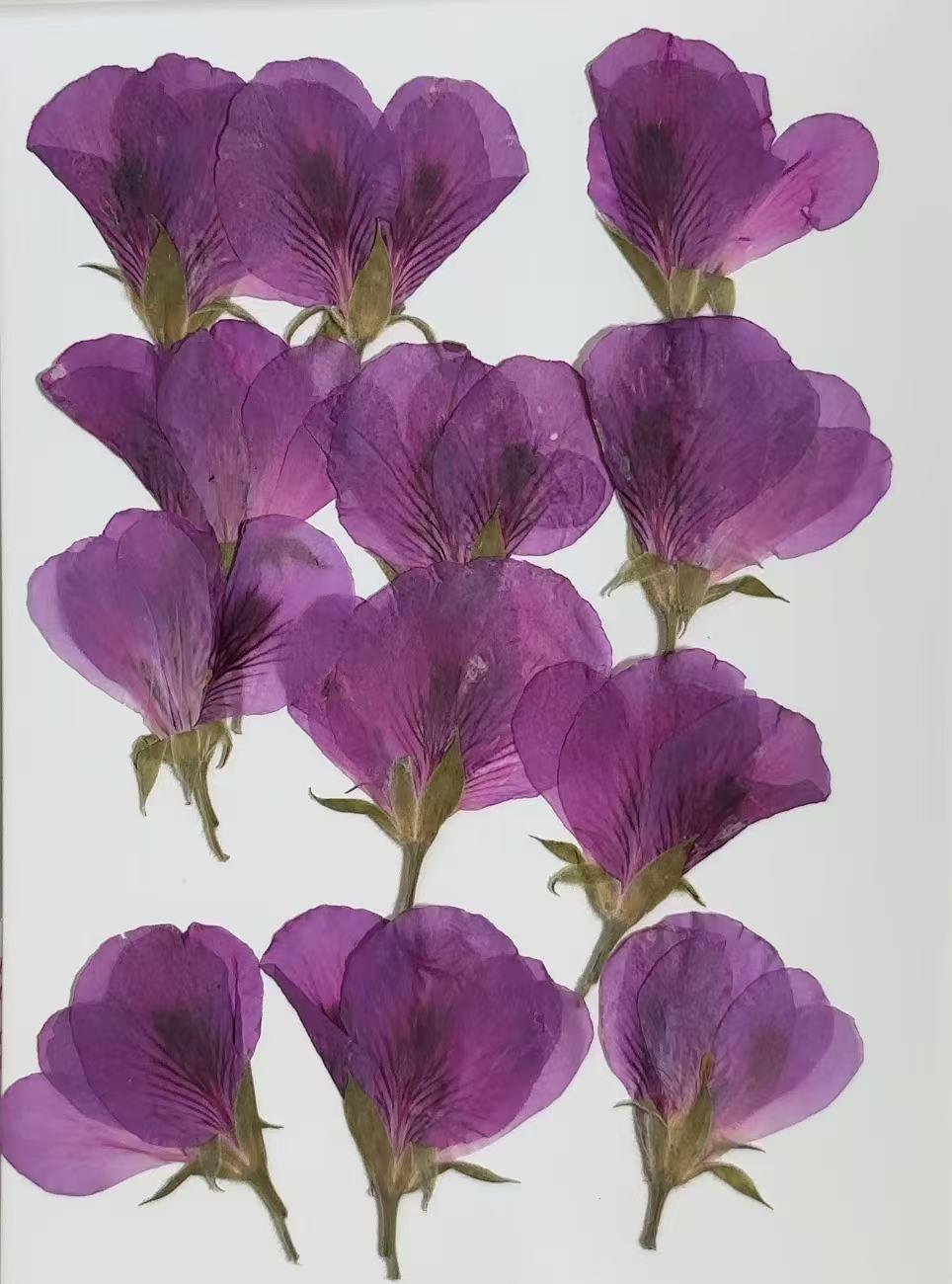 Pressed Flowers - 6 PCS purple geranium Dried Flower dry Flower Wedding Invitation Resin Art