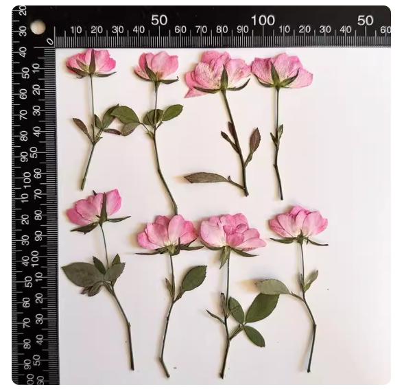 Pink pressed flowers,Pink rose pressed flowers,dried flower,A Pack of 6 PCS, pink flower,Pink rose flower stem, Scrapbook flowers