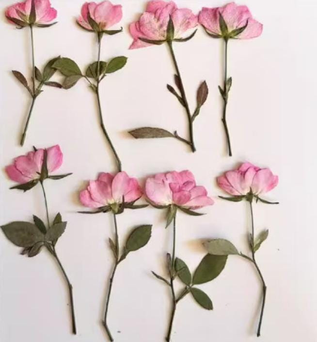 Pink pressed flowers,Pink rose pressed flowers,dried flower,A Pack of 6 PCS, pink flower,Pink rose flower stem, Scrapbook flowers