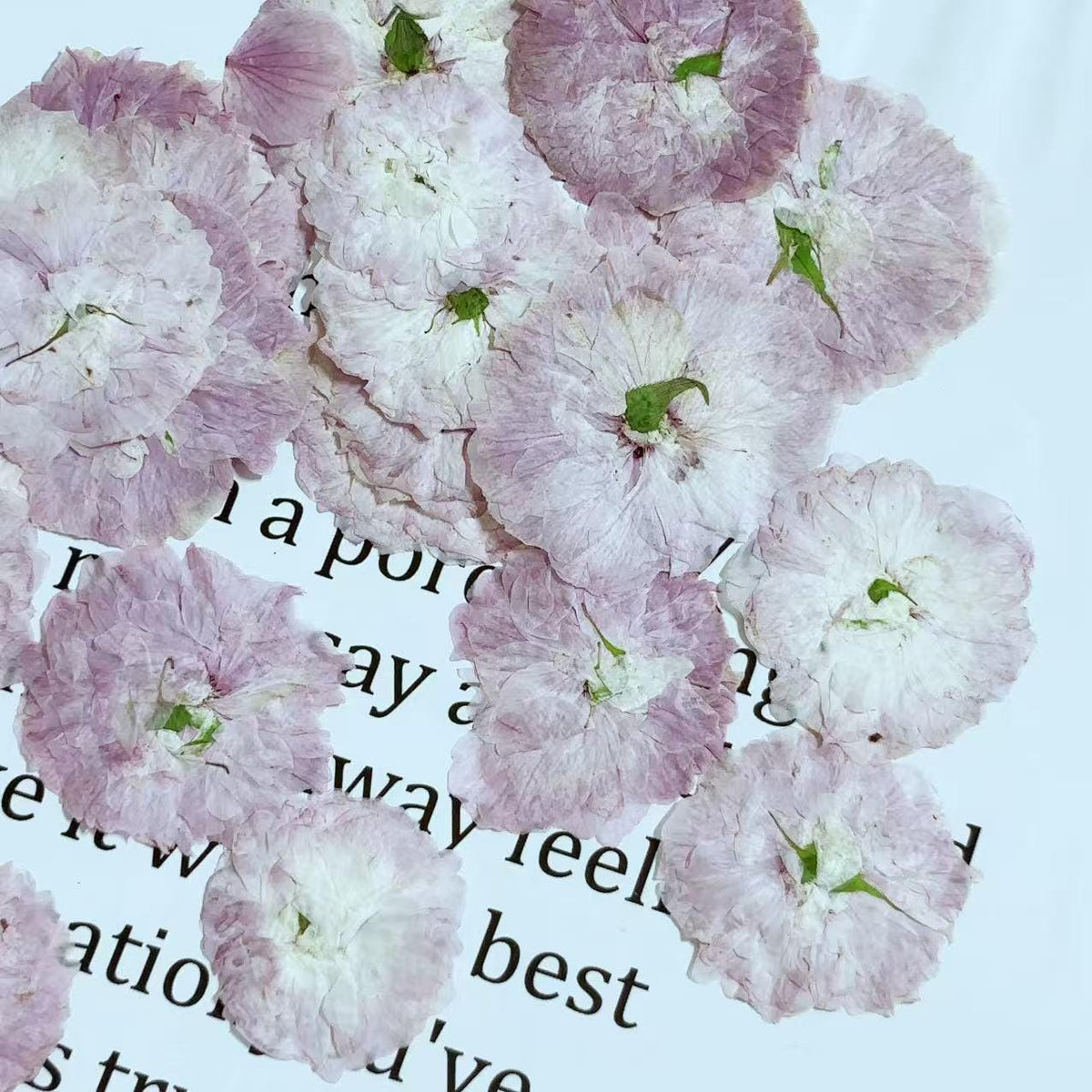 Cherry blossoms Pressed Flowers (3-4cm) 12 PCS/Pack, pink white Real Dried Flowers,Bulk pressed flower Floral,pink white dry flowers