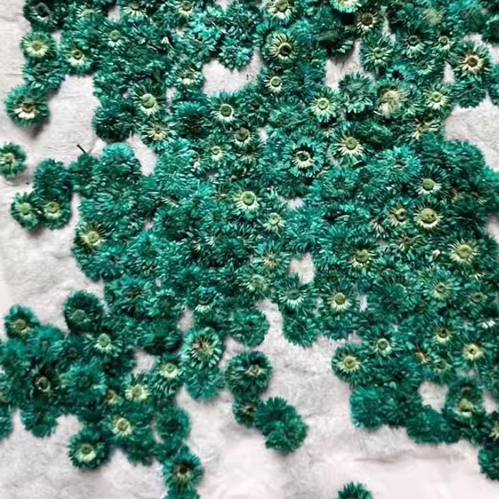 Pressed Flowers,10PCS/pack,green blue nail flower,dried flower,Small Chrysanthemum dried flower,blue dry flower for resin (About 1cm)