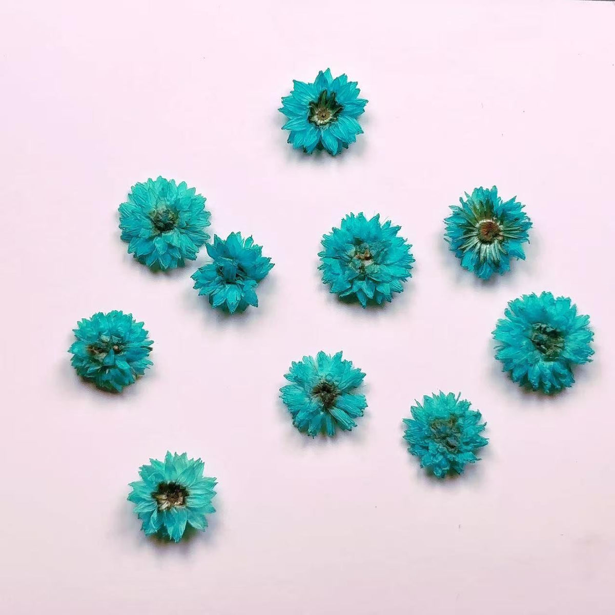 Pressed Flowers,10PCS/pack,green blue nail flower,dried flower,Small Chrysanthemum dried flower,blue dry flower for resin (About 1cm)