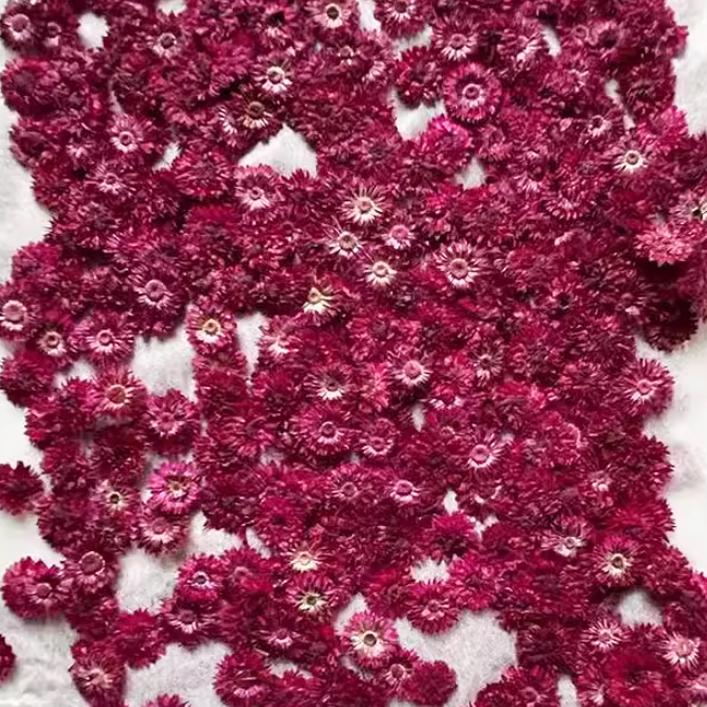 Pressed Flowers,10PCS/pack,dried flower,Small Chrysanthemum dried flower,purple rose red nail Flowers,purple red colour dry flower for resin