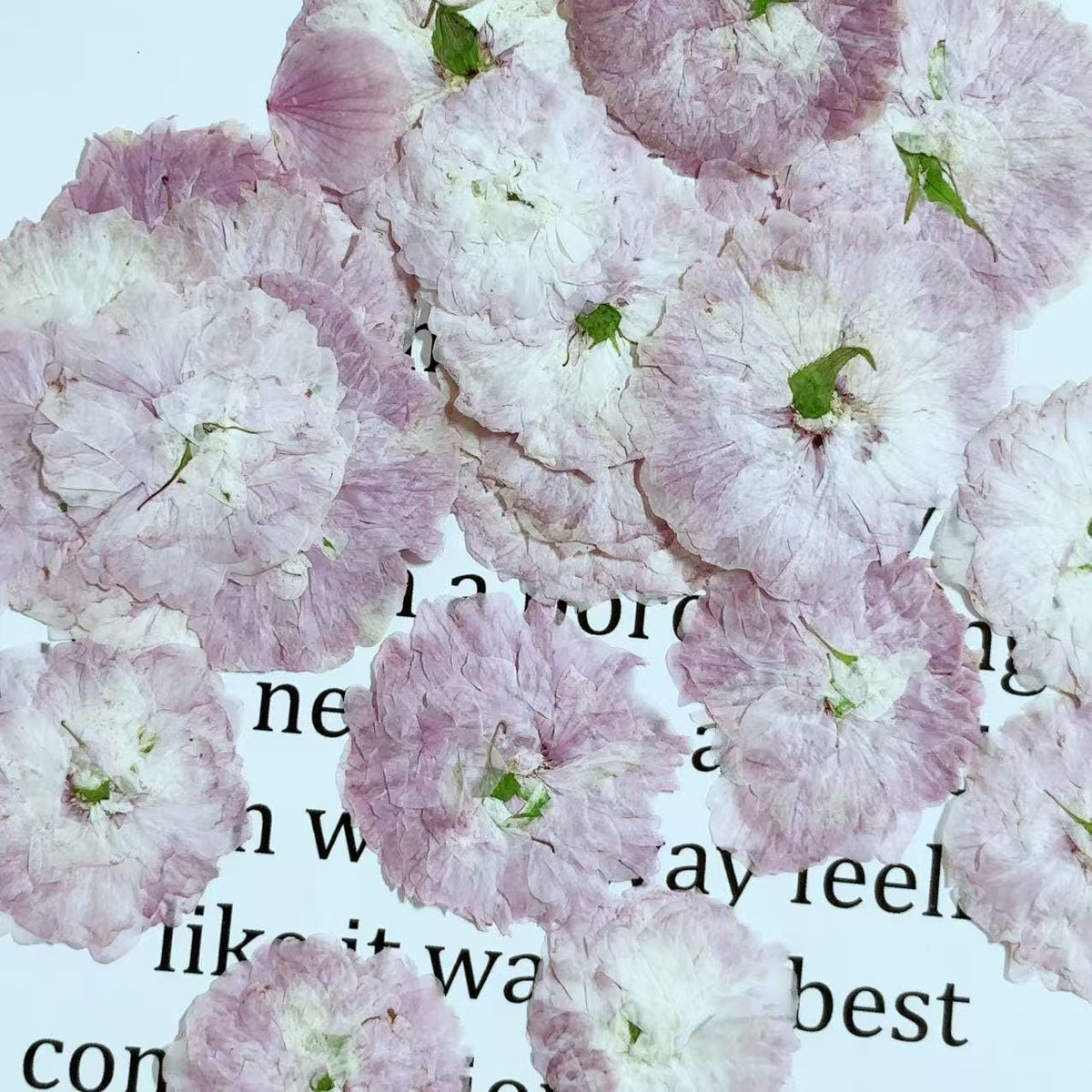 Cherry blossoms Pressed Flowers (3-4cm) 12 PCS/Pack, pink white Real Dried Flowers,Bulk pressed flower Floral,pink white dry flowers