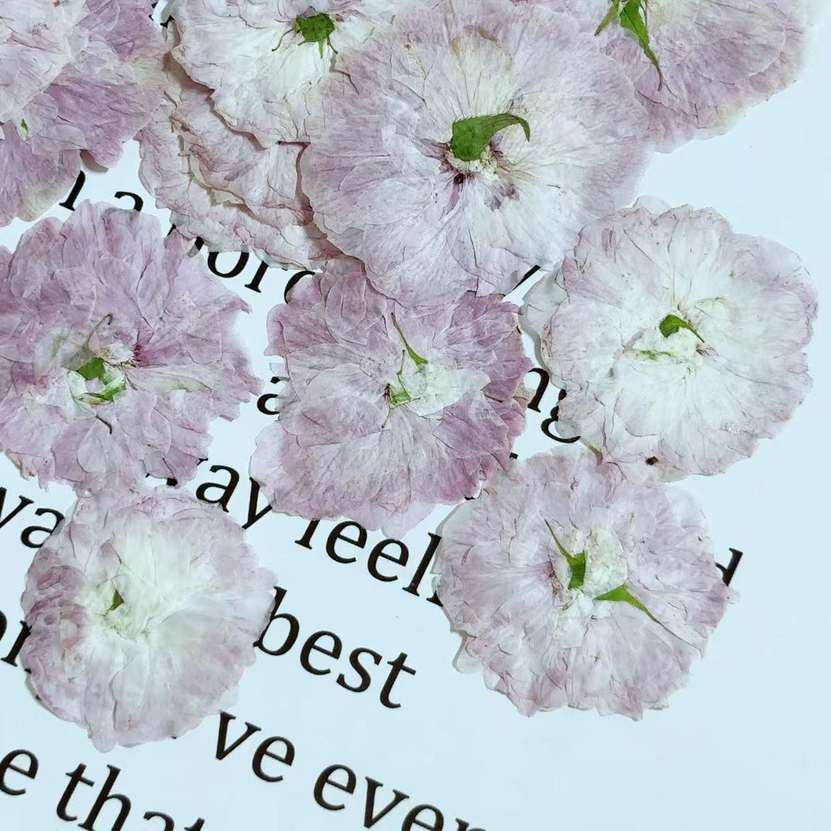 Cherry blossoms Pressed Flowers (3-4cm) 12 PCS/Pack, pink white Real Dried Flowers,Bulk pressed flower Floral,pink white dry flowers