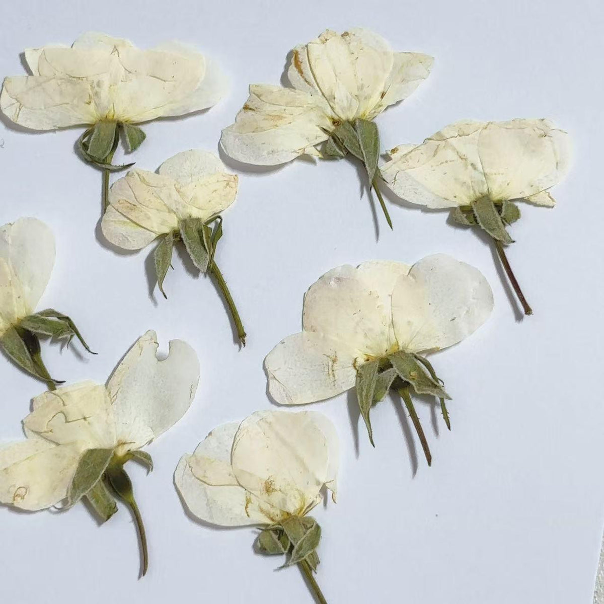 Pressed Flowers,rose white Pressed Flowers 6 PCS/Pack,Pressed Flower,Dry Flat Rice white rose Flower bud Wild Dried flower Natural Floral