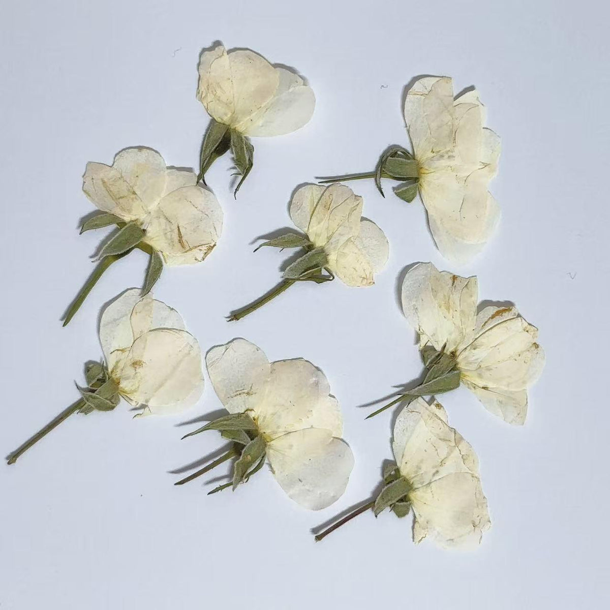 Pressed Flowers,rose white Pressed Flowers 6 PCS/Pack,Pressed Flower,Dry Flat Rice white rose Flower bud Wild Dried flower Natural Floral