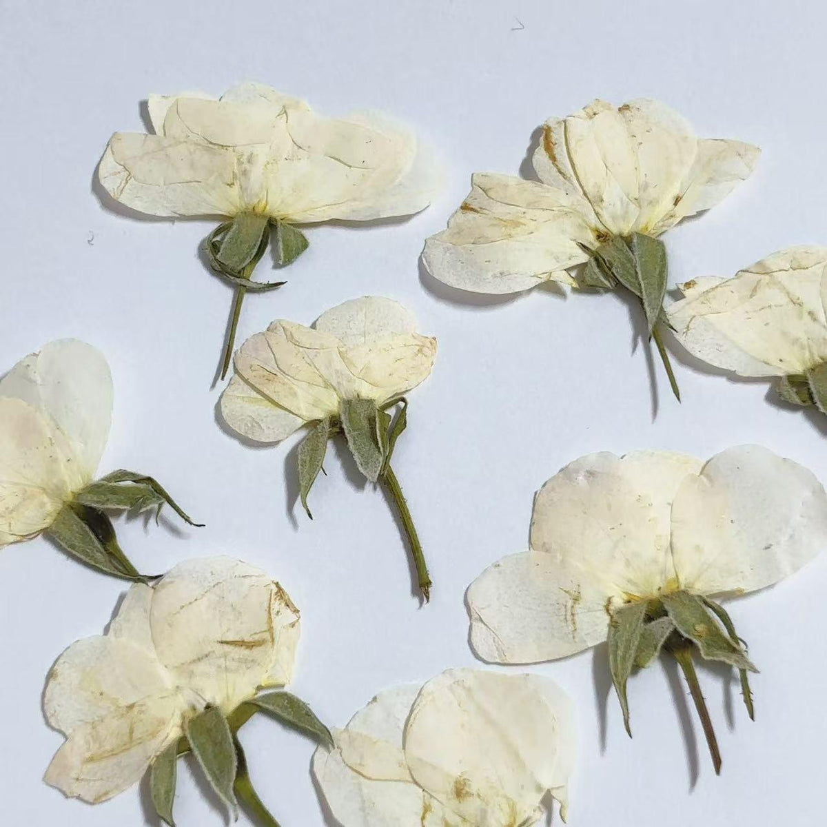 Pressed Flowers,rose white Pressed Flowers 6 PCS/Pack,Pressed Flower,Dry Flat Rice white rose Flower bud Wild Dried flower Natural Floral